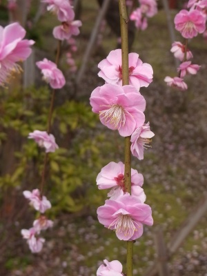 RIMG0256薄桃色の枝垂れ梅の花_300.jpg