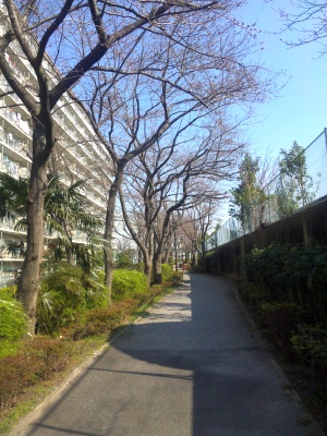 110329_085926桑の木通りの桜はまだ_300.jpg
