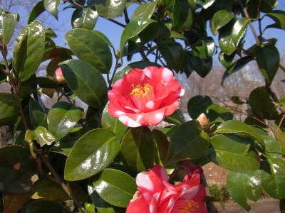 RIMG0314斑入りの椿の花_400.jpg