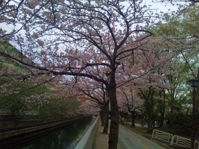 SBSH02161仙台掘川公園の桜満開_400.jpg