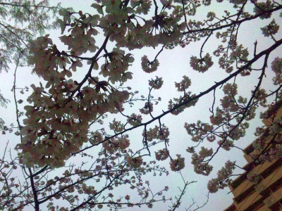 SBSH02291仙台掘川公園の桜満開Zoom_400.jpg