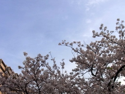 RIMG0391桜と青空_400.jpg