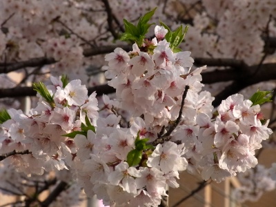 RIMG0356桜の花_400.jpg