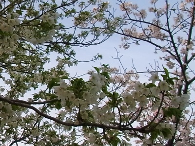 RIMG0376白い桜に緑の葉.jpg