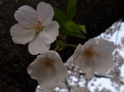 RIMG0372枝についた桜の花_400.jpg