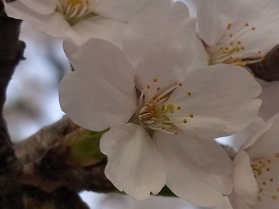 RIMG0393桜の花Zoom_400.jpg