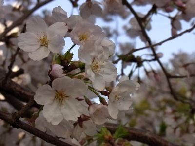 RIMG0394桜に囲まれて_400.jpg