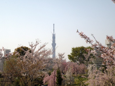 P4130138桜の向こうにスカイツリー_400.jpg