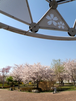 P4130123休憩所で桜の屋根_300.jpg