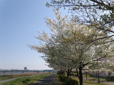 P4130116新宿線を見る桜並木_400.jpg