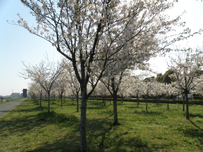 P4130232ロックゲートの桜並木風景_400.jpg