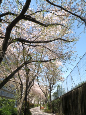 P4130001桑の木通りの桜満開_300.jpg