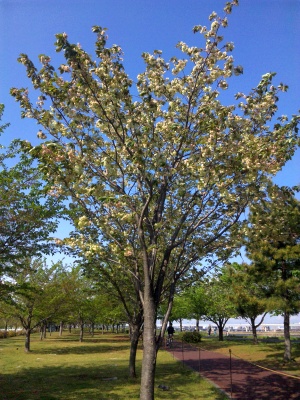 SBSH0202緑の桜N_300.jpg