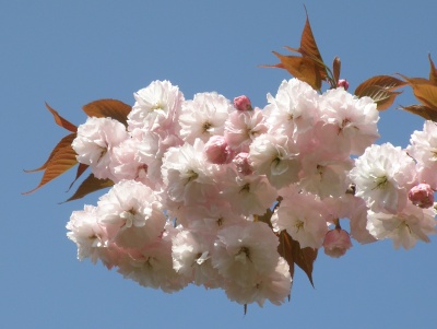 P4240082八重桜、葉が茶色Zoom_400.jpg