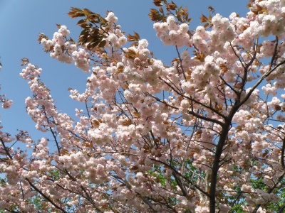 P4240078八重桜、葉が茶色_400.jpg