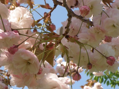 P4240080八重桜、葉が茶色蕾も_400.jpg