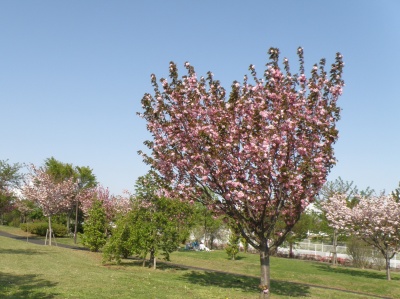 P4240104八重桜の咲く風景_400.jpg