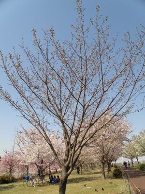 P4130158緑の桜-北はまだまだ_300.jpg