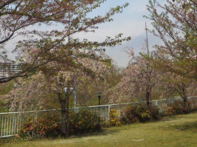 SBSH0209枝垂れ桜の風景_400.jpg