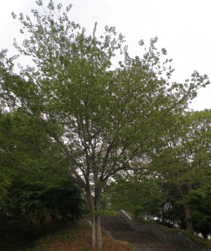 P5040217公園の端の木たぶんムクノキ_300.jpg