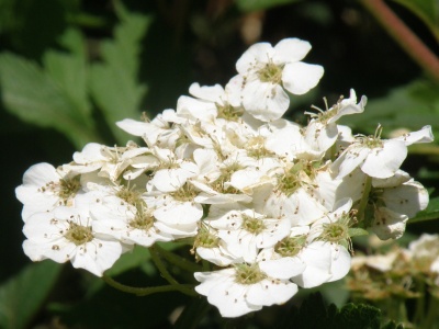 P5150435アイヅシモツケの白い花_400.jpg