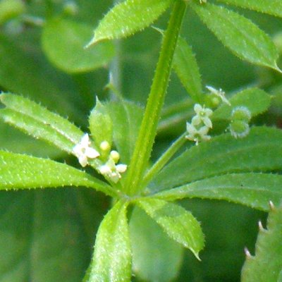 P5150046何-D小さな緑の花と実Zoom_400.jpg