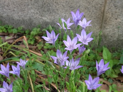 RIMG0289紫の花何？_400.jpg