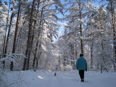 雪の日の森の中