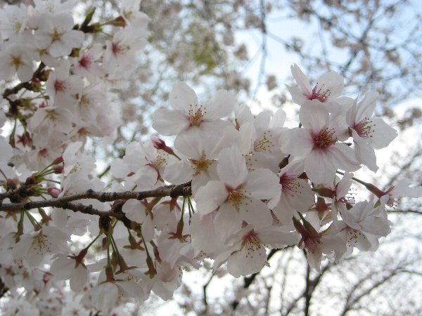 そう言えば、桜を撮っていました。