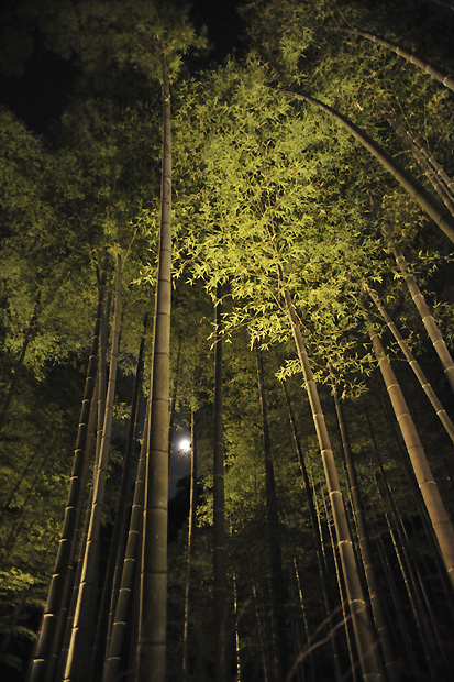 竹林と月