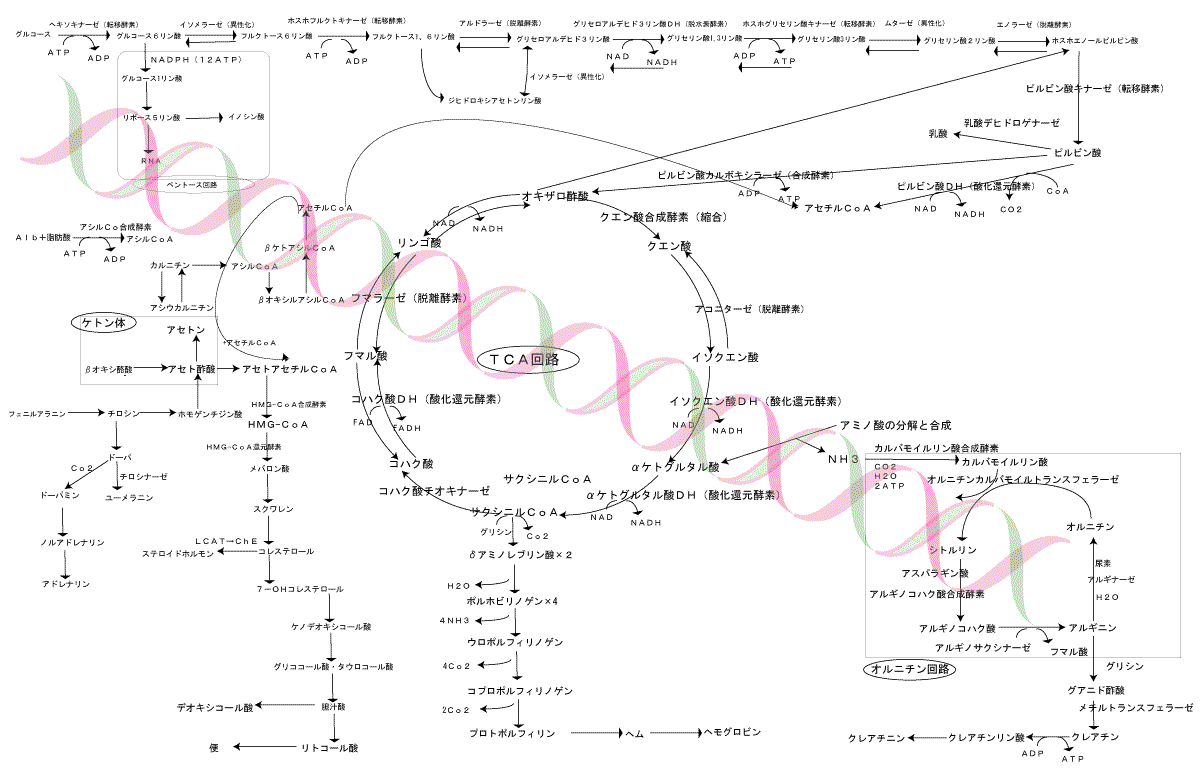 
代謝マップは、生物における代謝経路か、それらからなるネットワークを図式化したもの。
代謝マップは有向グラフでノード代謝を受ける化合物をエッジが化学反応か、それを触媒する酵素。
