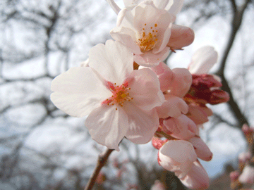 2013年４月１０日桜３