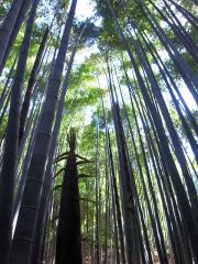 竹の庭