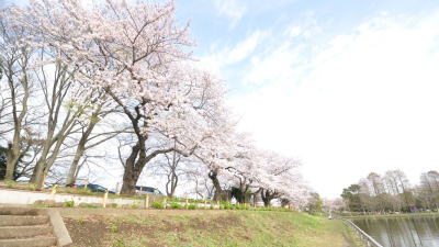 水元公園の桜01