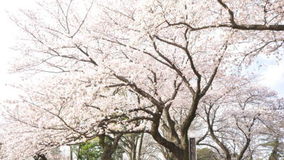 水元公園の桜03