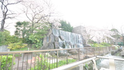 水元公園の桜05