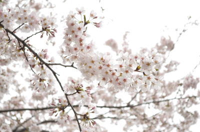 墨田公園桜祭り09