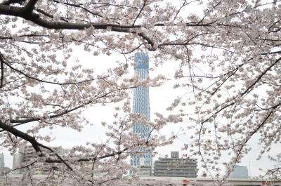 墨田公園桜祭り10