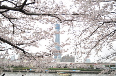 墨田公園桜祭り11