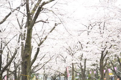 墨田公園桜祭り17