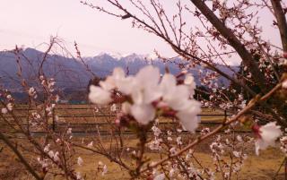 常泉寺の桜