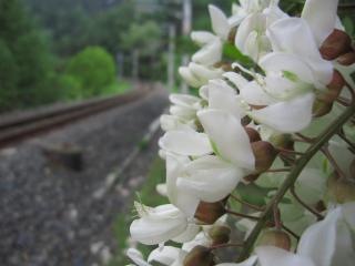 ニセアカシアの白い花