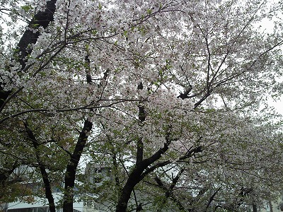 s-富島神社桜２