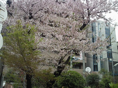 s-富島神社樹木と桜