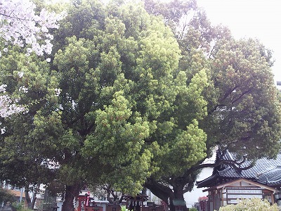 s-富島神社樹木
