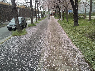 s-桜ロード