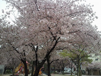 s-桜３