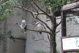 上野動物園０７