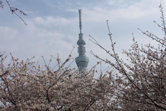 東京スカイツリーと桜０２