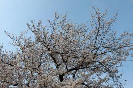 東京スカイツリーと桜０６